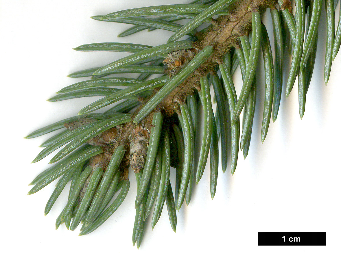 High resolution image: Family: Pinaceae - Genus: Picea - Taxon: likiangensis - SpeciesSub: var. hirtella